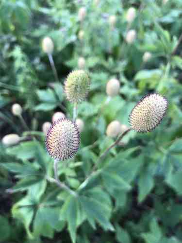 Tall Thimbleweed(Anemone virginiana)