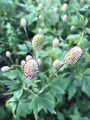 Tall Thimbleweed(Anemone virginiana)