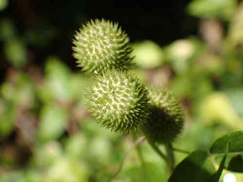 Tall Thimbleweed(Anemone virginiana)