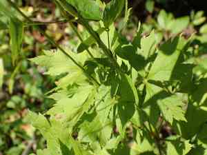 Tall Thimbleweed(Anemone virginiana)