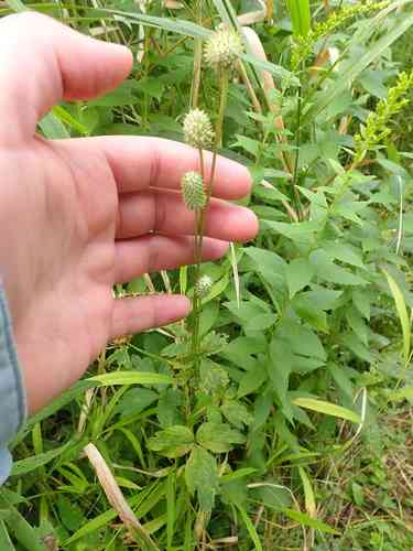 Tall Thimbleweed(Anemone virginiana)