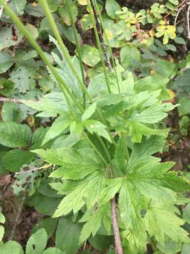Tall Thimbleweed(Anemone virginiana)