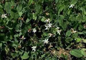 Yerba Mansa(Anemopsis californica)
