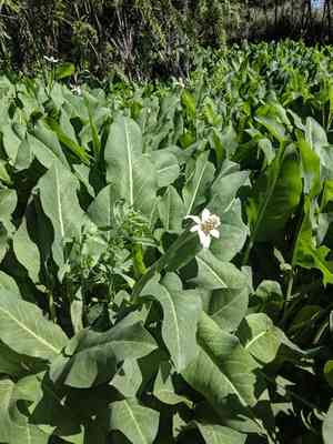 Yerba Mansa(Anemopsis californica)