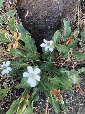 Yerba Mansa(Anemopsis californica)
