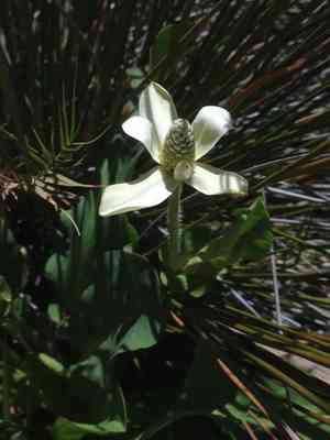 Yerba Mansa(Anemopsis californica)