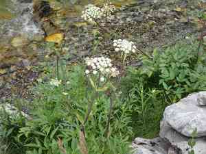 Lyall's angelica(Angelica arguta)