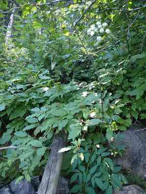 Lyall's angelica(Angelica arguta)