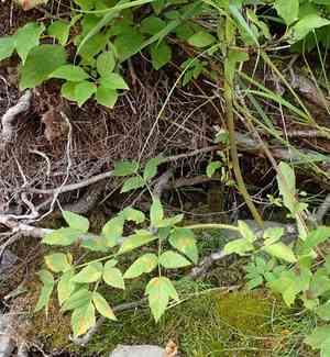 Lyall's angelica(Angelica arguta)
