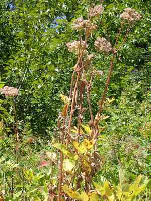 Lyall's angelica(Angelica arguta)