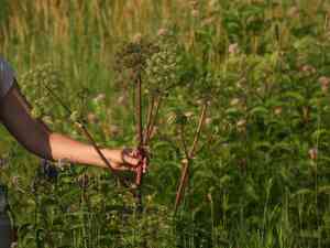Purplestem angelica(Angelica atropurpurea)