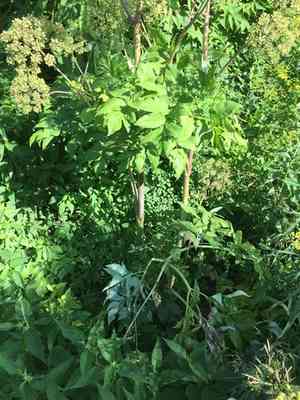 Purplestem angelica(Angelica atropurpurea)
