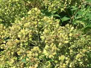 Purplestem angelica(Angelica atropurpurea)