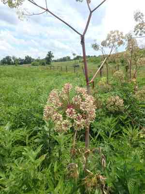 Purplestem angelica(Angelica atropurpurea)
