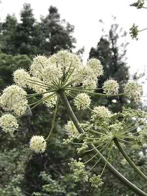 Brewer's angelica(Angelica breweri)