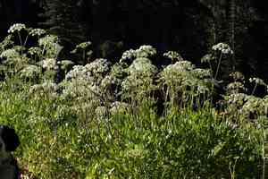 Brewer's angelica(Angelica breweri)
