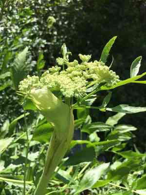 Brewer's angelica(Angelica breweri)