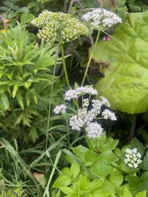 Kneeling angelica(Angelica genuflexa)
