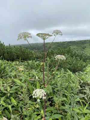 Kneeling angelica(Angelica genuflexa)