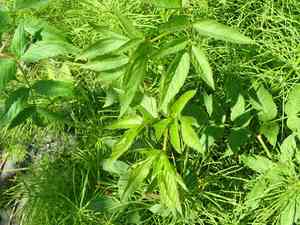 Kneeling angelica(Angelica genuflexa)