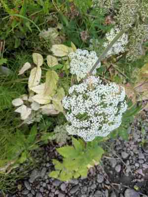 Kneeling angelica(Angelica genuflexa)