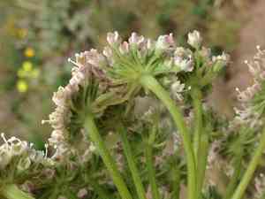Henderson's angelica(Angelica hendersonii)