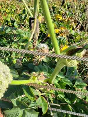 Henderson's angelica(Angelica hendersonii)