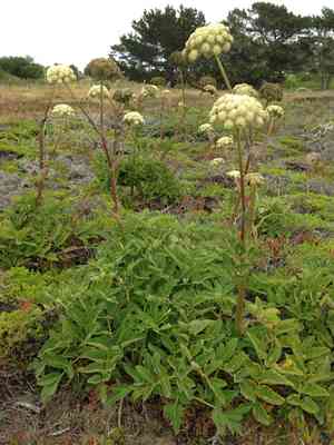Henderson's angelica(Angelica hendersonii)