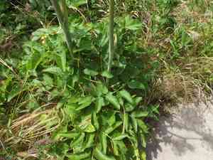 Henderson's angelica(Angelica hendersonii)