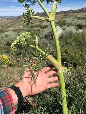 Poison angelica(Angelica lineariloba)