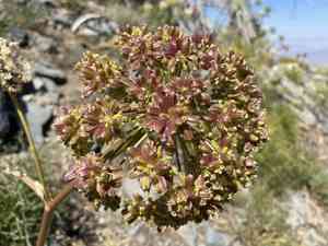 Poison angelica(Angelica lineariloba)