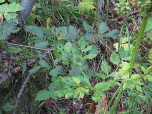 Seacoast angelica(Angelica lucida)