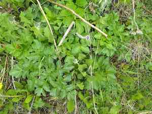 Seacoast angelica(Angelica lucida)