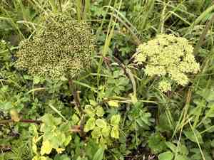 Seacoast angelica(Angelica lucida)