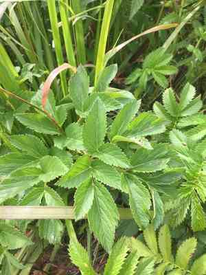 Seacoast angelica(Angelica lucida)