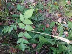 Wild angelica(Angelica sylvestris)