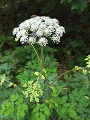 Wild angelica(Angelica sylvestris)