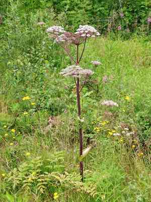 Wild angelica(Angelica sylvestris)