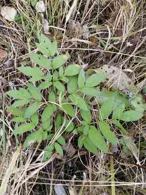 Wild angelica(Angelica sylvestris)