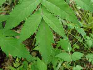 Filmy angelica(Angelica triquinata)