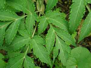 Filmy angelica(Angelica triquinata)