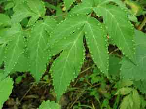 Filmy angelica(Angelica triquinata)