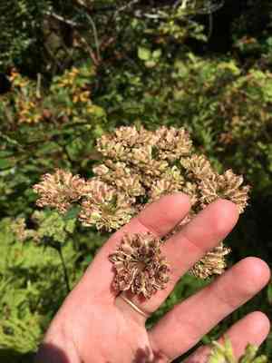 Filmy angelica(Angelica triquinata)