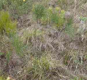 Anginon difforme(Anginon difforme)