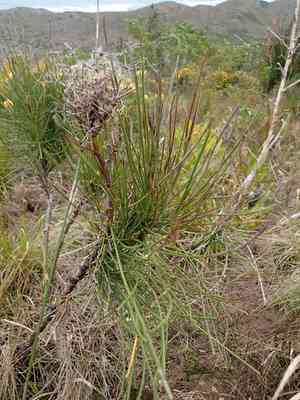 Anginon difforme(Anginon difforme)