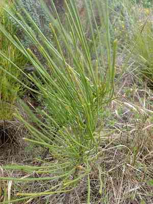 Anginon difforme(Anginon difforme)