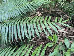 Angiopteris (Angiopteris)(Angiopteris)
