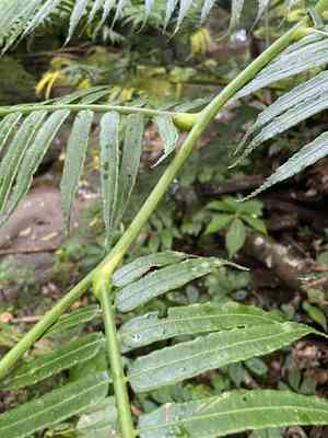 Angiopteris (Angiopteris)(Angiopteris)