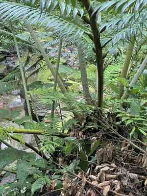 Angiopteris (Angiopteris)(Angiopteris)