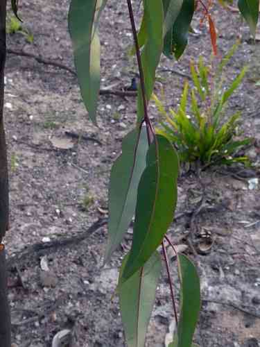 Sydney red gum(Angophora costata)